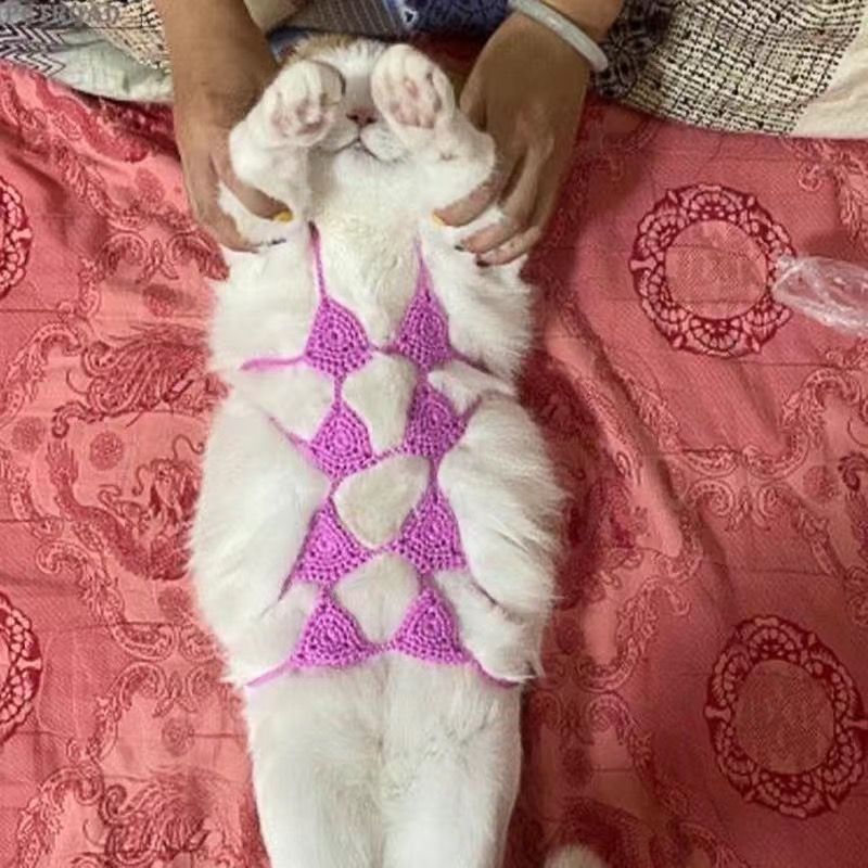 Funny and Sexy Cat Bikini