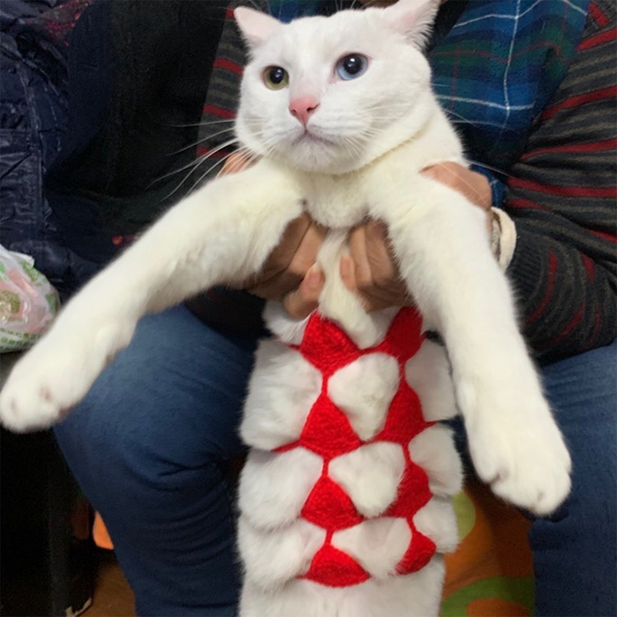 Funny and Sexy Cat Bikini
