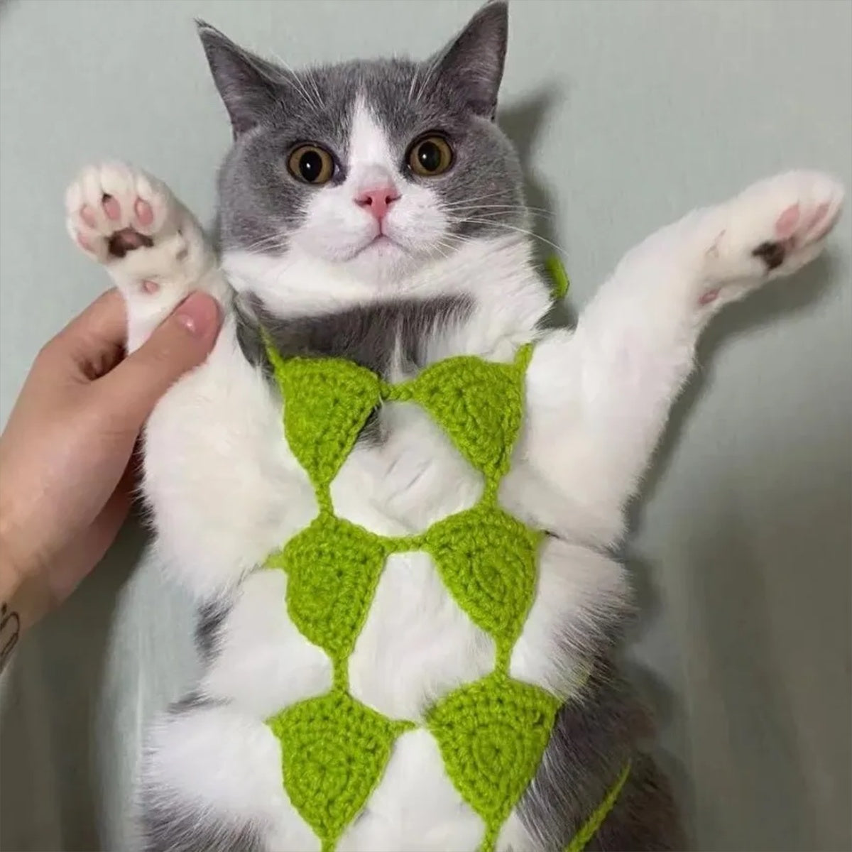 Funny and Sexy Cat Bikini