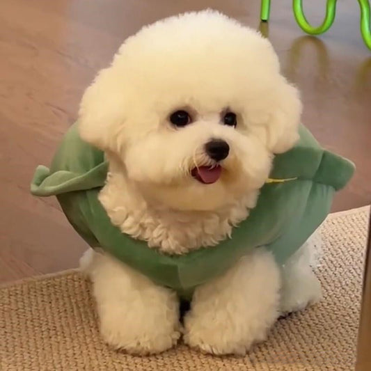 Funny and Cute Turtle Shell Pet Clothes